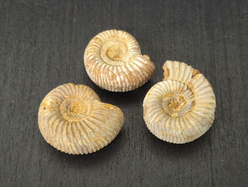 Fossils ammonite - fossils,