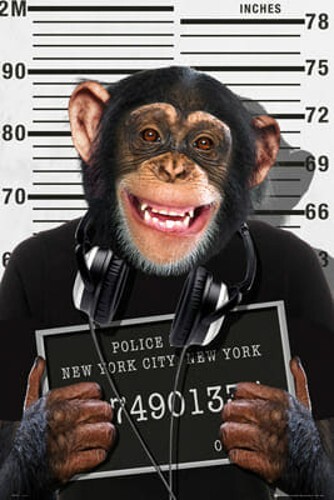 Chimpanzee new york - chimpanzee,