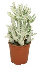Euphorbia Lactea “White
