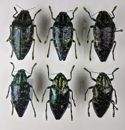 Polybothris sumptuosa beetles - sumptuosa,