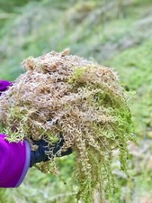 Fresh  sphagnum moss (Big)  2