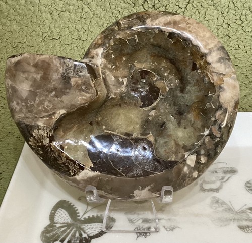 Crystal half ammonite - crystal,