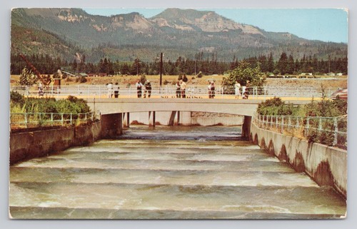 Fish ladders bonneville dam - fish,