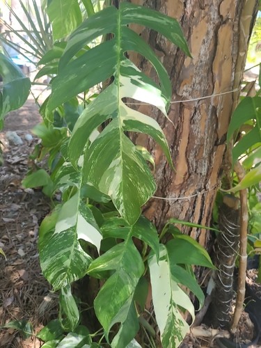 Epipremnum pinnatum albo - epipremnum,