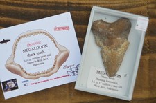 WOW, Genuine MEGALODON SHARK