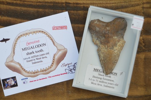 Wow genuine megalodon shark - genuine,