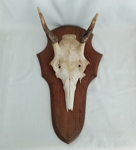 Vintage roe deer - skull, &