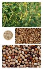 Pigeon Pea Gandule Gungo 25