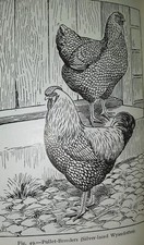 2 Vintage B&W Woodcut