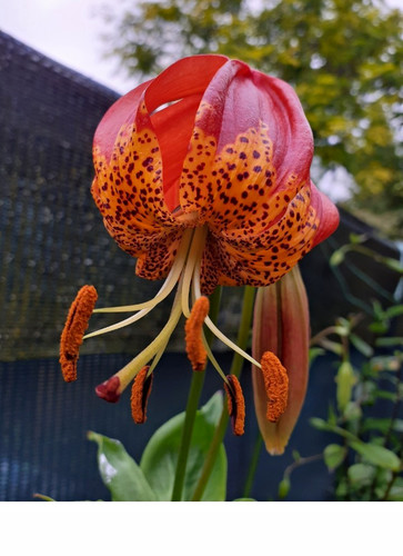 Lilium pardalinum bulbs - lilium, fs