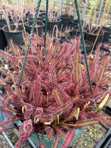 Drosera capensis triffid - drosera,
