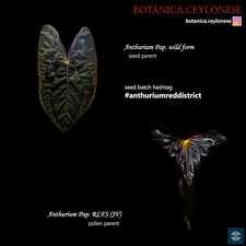 Anthurium Pap "wild form"  x