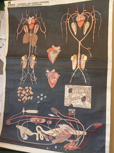 Vintage school chart - chart, rana