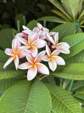 Plumeria Rubra Frangipani plants. All UK grown from seeds, not from cuttings