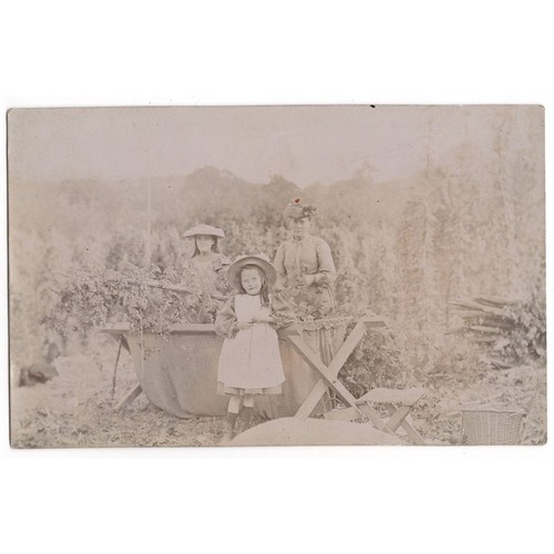 Hop picking woman and - picking,