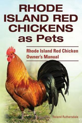 Rhode island red chickens - island,