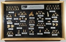 Framed Fossil And Teeth