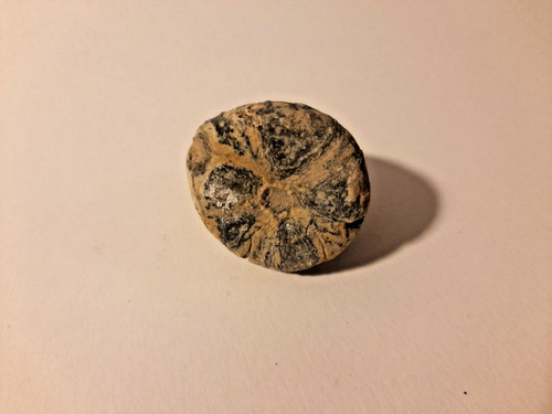 Flint echinoid fossil - flint,
