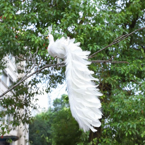 Peacock simulation bird - simulation,