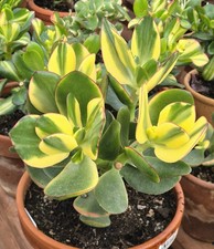 Crassula arborescens