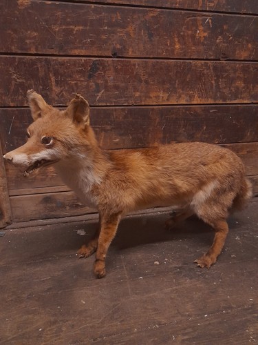 Taxidermy fox hare badger - taxidermy,