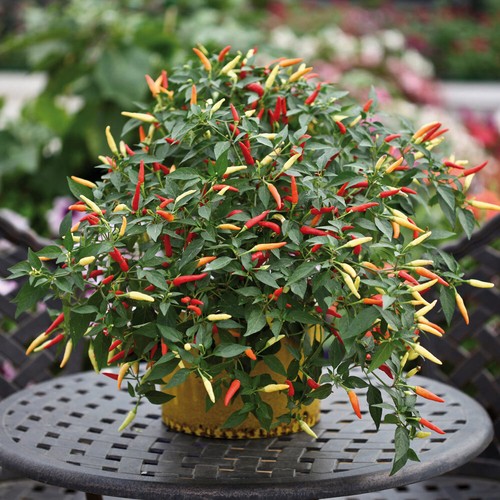 Chilli pepper basket fire - basket,