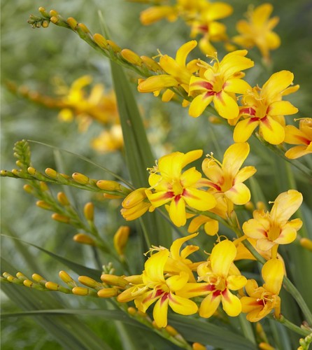 Crocosmia firestars hotspot - crocosmia, 'firestars