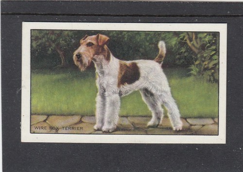 1936 gallaher dogs 1st series - 1st,