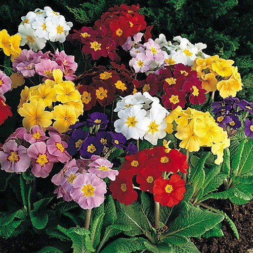 Polyanthus primula crown - 50,