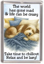 Bearded Collie Brown Dog