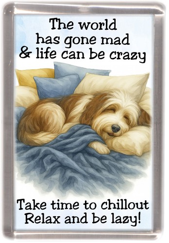 Bearded collie brown - bearded, dog