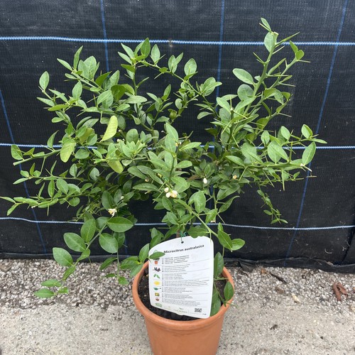 Microcitrus australasica - microcitrus,