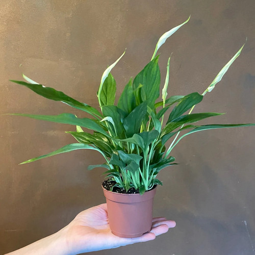 Baby peace lily small - lily,