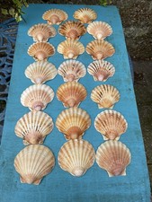 20 Sea Worn Medium Sized