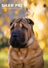 Shar Pei Calendar 2026