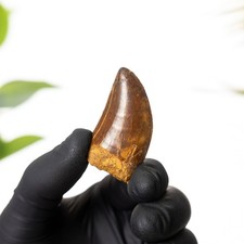 1.77 Inch "African T. rex Type" Dinosaur Tooth Fossil (Carcharodontosaurus sahar
