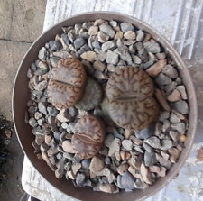 Cactus. Grown from seed a few years ago and now needing a new home ready to flow