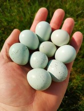 Celedon coturnix blue quail eggs 12