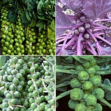 Brussel Sprouts Seeds - Huge Selection of Varieties