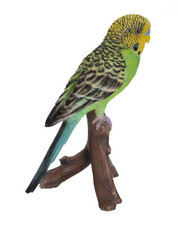 Budgerigar Budgie - Lifelike
