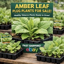 Amber Leaf Tobacco Healthy