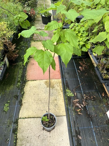 Indian bean tree catalpa - tree,