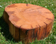 Tree log slice centerpiece
