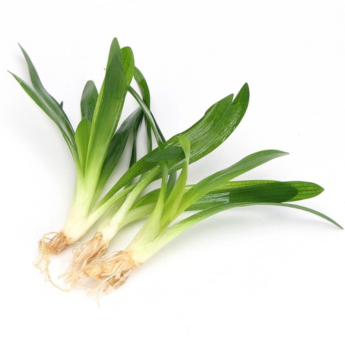 Large sagittaria - 3x,