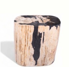 Large Oval Petrified Wood