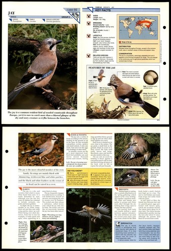 Jay birds wildlife - jay,