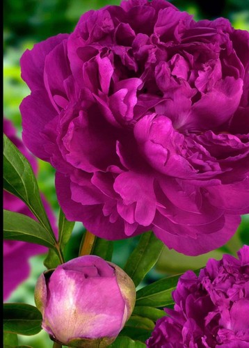 Peony paonia victoire - (ld), 'victoire