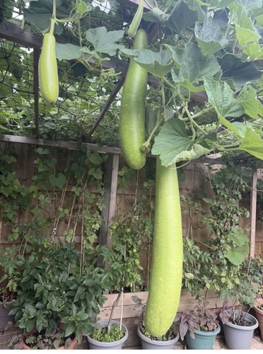 Bottle gourd long bangla lau - gourd,