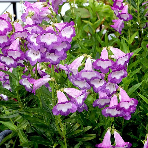 Penstemon pensham czar - penstemon,