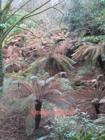 Photo tree ferns - , (dicksonia